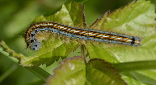 Malacosoma neustria